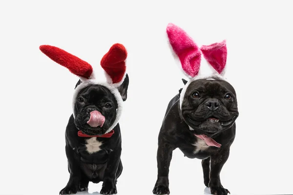 Dos Hermosos Perros Bulldog Franceses Con Diademas Con Orejas Conejo — Foto de Stock