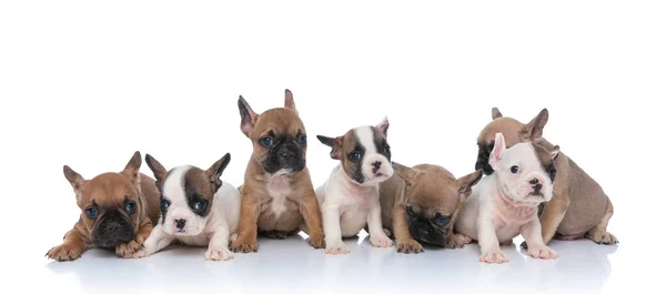 Schattige Familie Van Zeven Kleine Franse Bulldog Puppy Zoek Naar — Stockfoto