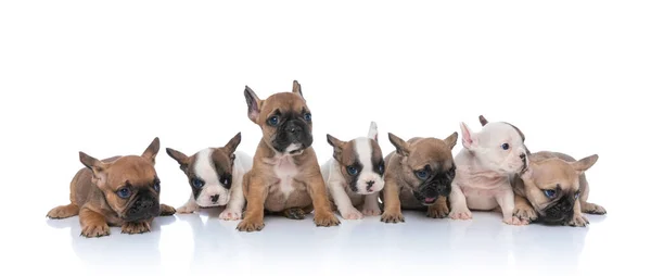 Precioso Equipo Adorables Pequeños Cachorros Bulldog Francés Mirando Lado Sentado —  Fotos de Stock