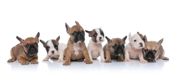 Lindo Equipo Siete Perritos Mirando Lado Acostado Sentado Aislado Sobre —  Fotos de Stock