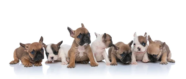 Sweet Group Pets Sniffing Looking Side Sitting Laying Isolated White — Stock Photo, Image