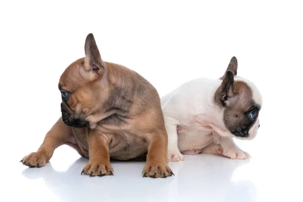 Two French Bulldog Dogs Looking Directions Lying White Background — Stock Photo, Image