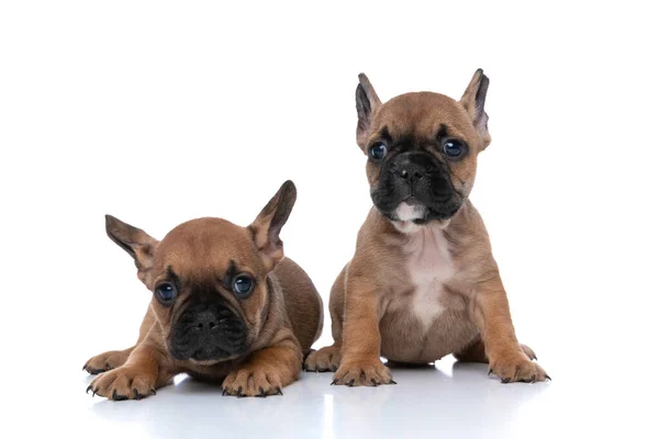 Dos Perros Bulldog Francés Con Piel Cervatillo Sentado Tendido Alrededor —  Fotos de Stock