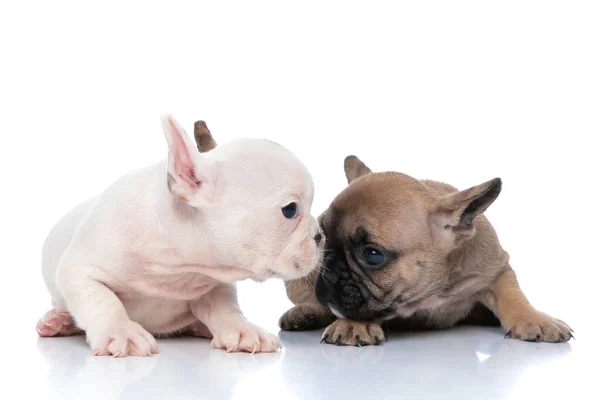 Branco Francês Bulldog Cão Beijando Seu Amigo Fawn Nariz Contra — Fotografia de Stock