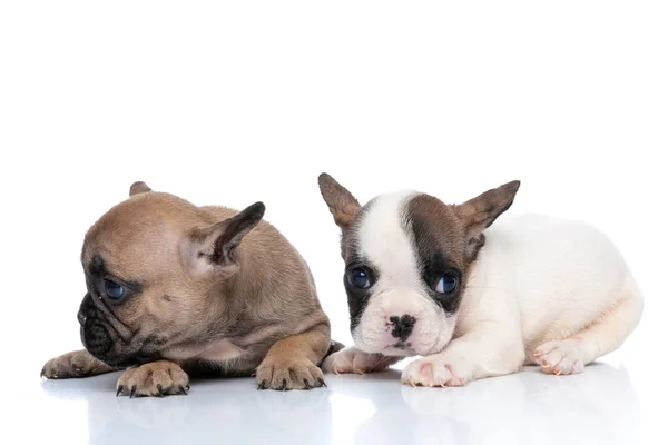 Fransız Bulldog Köpeği Beyaz Tüyleri Olan Beyaz Arka Planda Uzanmış — Stok fotoğraf