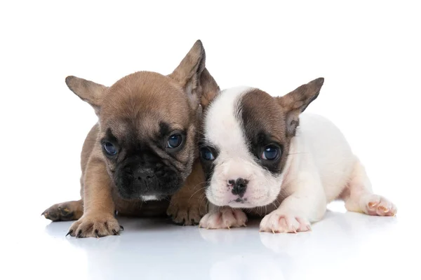 Coppia Cani Bulldog Francesi Innamorati Sono Sdraiati Uno Accanto All — Foto Stock