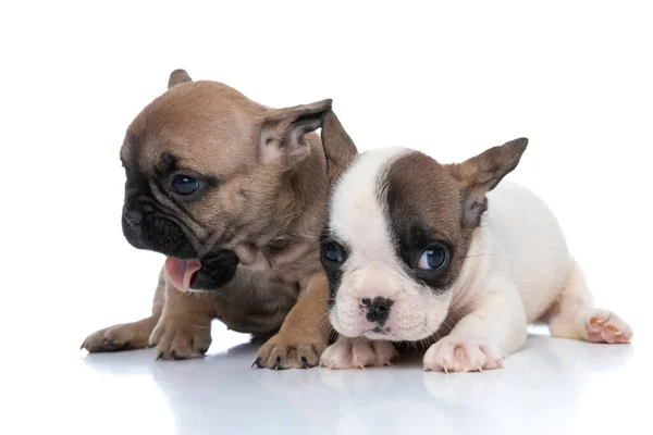 Fawn Fransk Bulldog Hund Sitter Bredvid Sin Vän Och Känner — Stockfoto