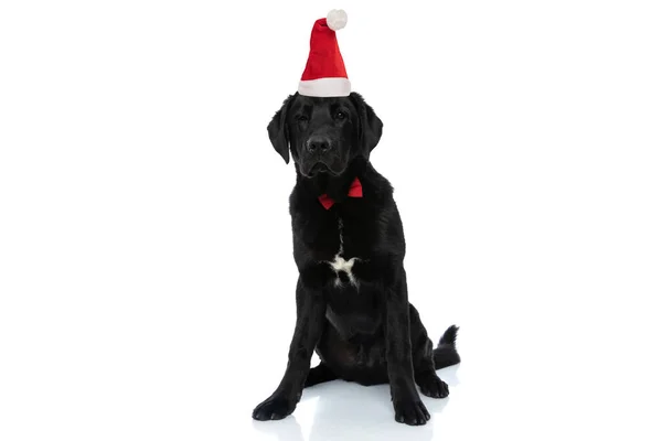 Schattige Labrador Retriever Hond Met Een Kerst Hoed Strikje Tegen — Stockfoto