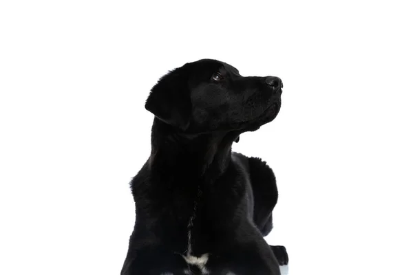 Tatlı Labrador Retriever Köpeği Beyaz Arka Planda Bir Yöne Bakıyor — Stok fotoğraf