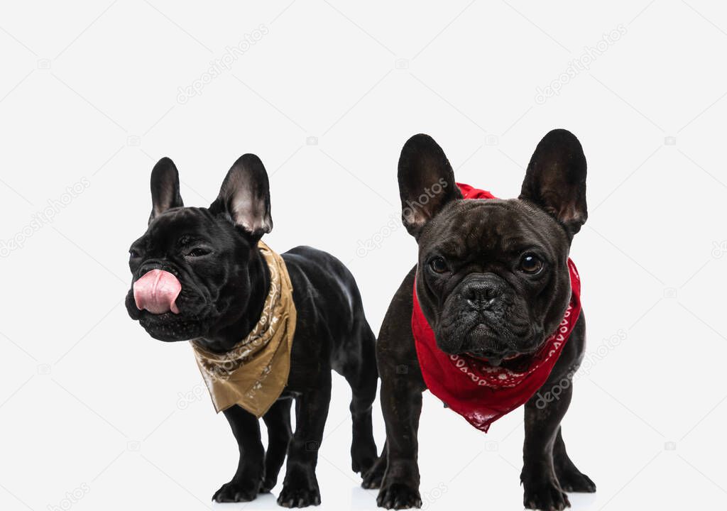 two adorable french bulldog dogs licking nose and looking away, wearing bandanas on white background