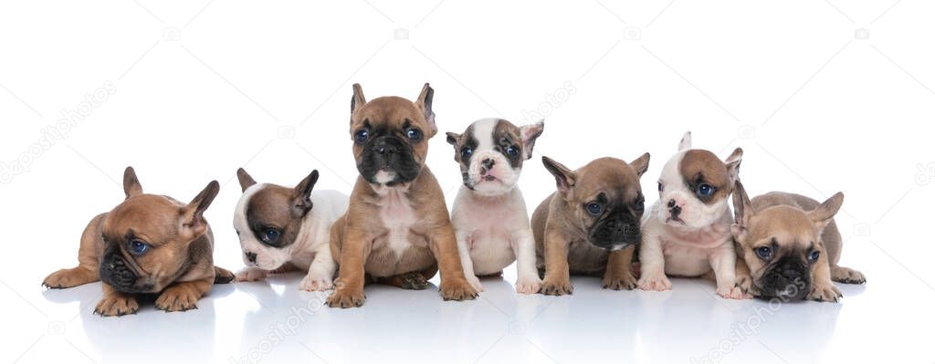 sweet group of seven little bulldog puppies looking to side, sitting and laying down isolated on white background in studio