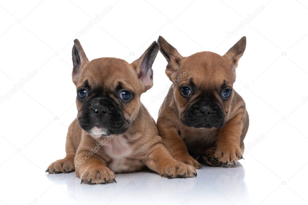 two french bulldog dogs with fawn fur are lying down next to each other and looking at the camera 
