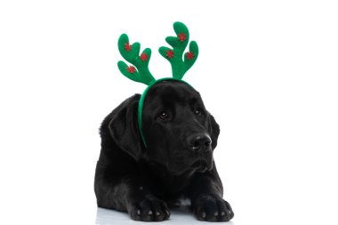 Siyah labrador av köpeği geyik boynuzu takıyor, uzanıyor ve beyaz arka plana bakıyor.