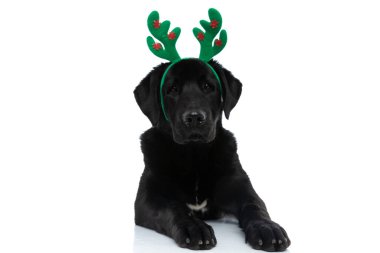 Ren geyiği boynuzları takıp beyaz arka plana uzanan sevimli labrador av köpeği.