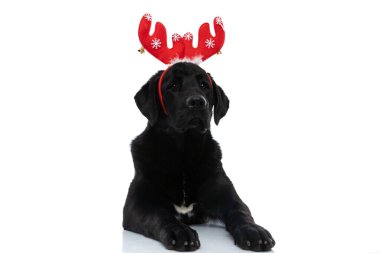 Kırmızı geyik boynuzları takan ve beyaz arka plana uzanan sevimli Labrador Retriever köpeği.