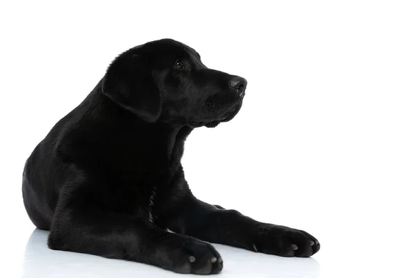 Tatlı Labrador Retriever Köpeği Uzanmış Beyaz Arka Planda Kendi Işine — Stok fotoğraf