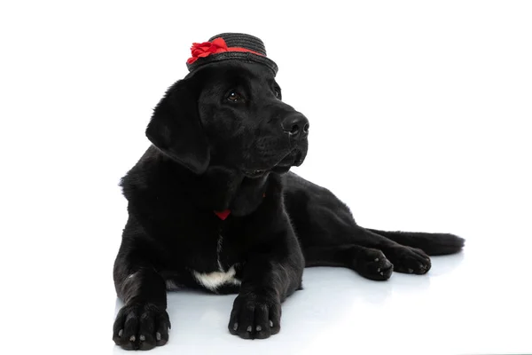 Doce Labrador Retriever Cão Olhando Para Longe Vestindo Chapéu Laço — Fotografia de Stock