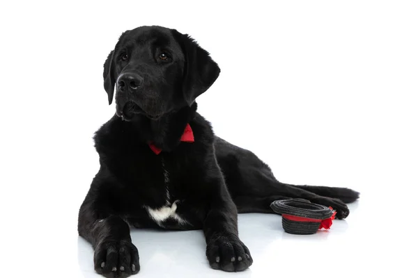 Labrador Retriever Gentleman Dog Liggend Naast Zijn Hoed Het Dragen — Stockfoto