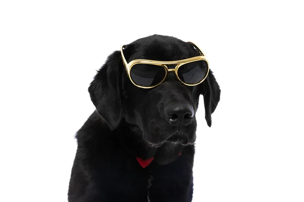Cute Labrador Retriever Dog Wearing Pair Cool Sunglasses Bowtie White — Stock Photo, Image