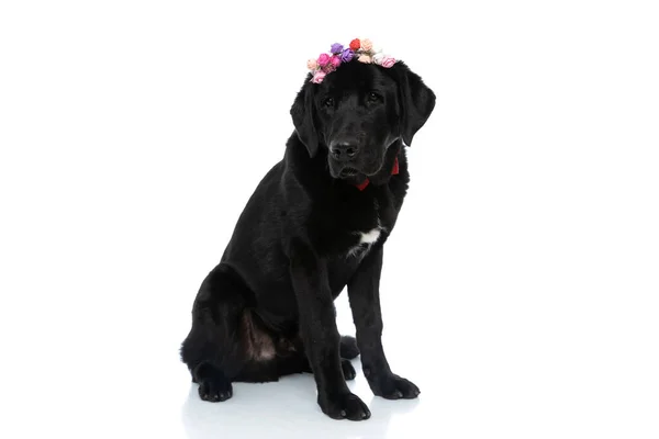 Hermoso Perro Labrador Retriever Elegante Con Una Corbata Flores Está —  Fotos de Stock