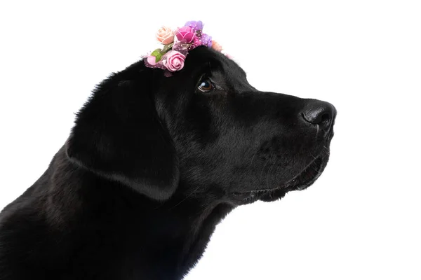 Primer Plano Hermoso Perro Labrador Retriever Con Una Diadema Con —  Fotos de Stock