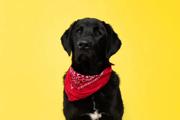 Portrait Beautiful Labrador Retriever Dog Looking Away Wearing Red Bandana — Stock Photo, Image