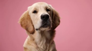 Kırmızı bandana takan tembel Golden Retriever köpek yavrusu stüdyoda pembe arka plana uzanıyor.