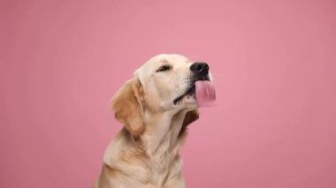Kırmızı bandana takan tembel Golden Retriever köpek yavrusu stüdyoda pembe arka plana uzanıyor.