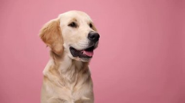 Kırmızı bandana takan tembel Golden Retriever köpek yavrusu stüdyoda pembe arka plana uzanıyor.
