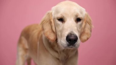 Kırmızı bandana takan tembel Golden Retriever köpek yavrusu stüdyoda pembe arka plana uzanıyor.