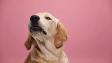 Kırmızı bandana takan tembel Golden Retriever köpek yavrusu stüdyoda pembe arka plana uzanıyor.
