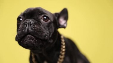 Sinirli Fransız bulldog köpeği havlıyor ve stüdyoda sarı arka planda duruyor.