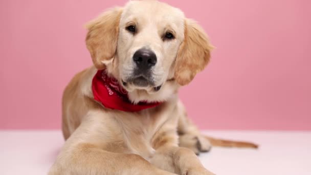Perezoso Golden Retriever Cachorro Con Bandana Roja Mirando Lado Acostado — Vídeos de Stock