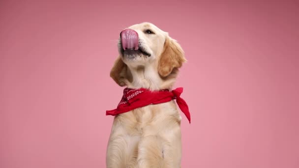 Luie Golden Retriever Puppy Het Dragen Van Rode Bandana Zoek — Stockvideo