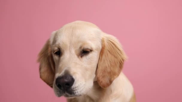 Anjing Golden Retriever Malas Mengenakan Bandana Merah Melihat Samping Dan — Stok Video