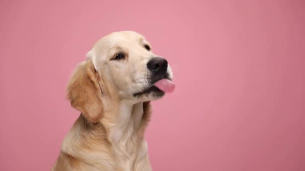 Anjing Golden Retriever Malas Mengenakan Bandana Merah Melihat Samping Dan — Stok Video