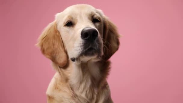 Kırmızı Bandana Takan Tembel Golden Retriever Köpek Yavrusu Stüdyoda Pembe — Stok video