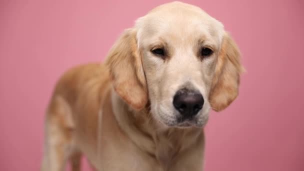 Preguiçoso Filhote Cachorro Golden Retriever Vestindo Bandana Vermelha Olhando Para — Vídeo de Stock