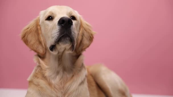 Anjing Golden Retriever Malas Mengenakan Bandana Merah Melihat Samping Dan — Stok Video