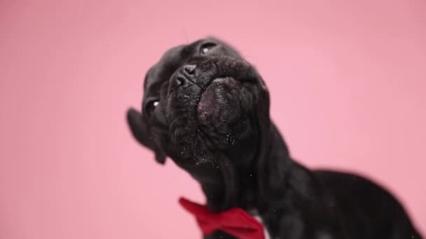 在演播室里 可爱的法国斗牛犬 戴着红色的领带 在粉色的背景上舔着透明的玻璃 — 图库视频影像