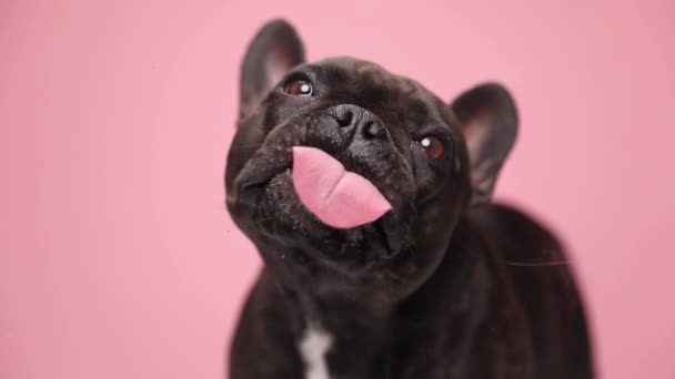甜美的小法国小狗站在粉色背景上在工作室舔透明玻璃的慢镜头 — 图库视频影像