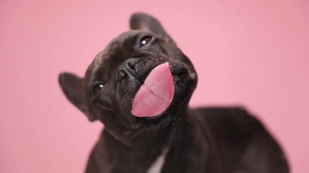 Mooie Kleine Franse Bulldog Pup Neer Kijkend Transparant Glas Likkend — Stockvideo