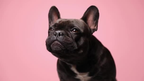 在工作室里 一只珍贵的法国小斗牛犬坐在粉红的背景上 环顾四周 舔着鼻子 — 图库视频影像