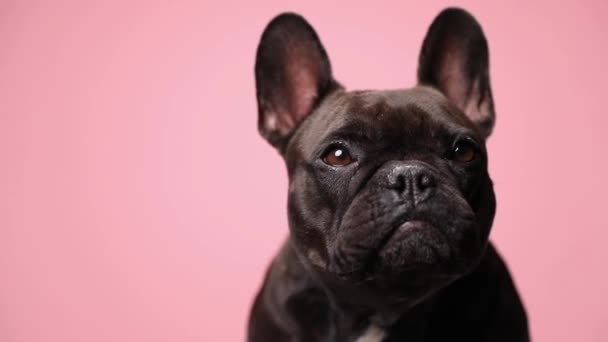 Adorable Cachorro Negro Sentado Sobre Fondo Rosa Mirando Hacia Arriba — Vídeos de Stock