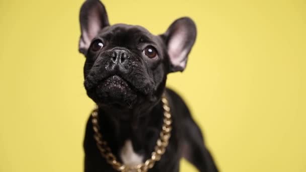 Schattig Klein Frans Bulldog Pup Met Gouden Kraag Rond Hals — Stockvideo