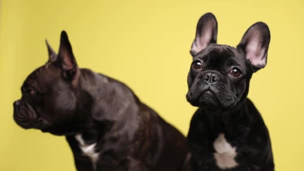 Encantadora Familia Dos Lindos Cachorros Bulldog Francés Curiosamente Mirando Lado — Vídeo de stock