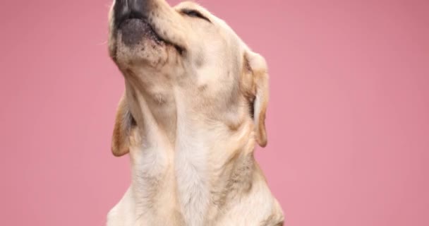 Очаровательный Лабрадор Ретривер Собака Лизать Нос Глядя Вверх Сторону Сидя — стоковое видео