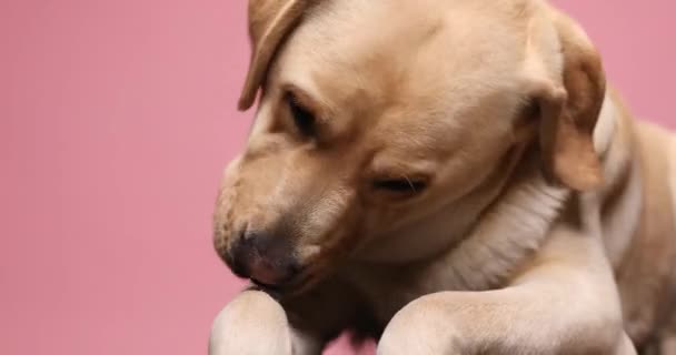 Precioso Perrito Labrador Retriever Acostado Lamiendo Limpiando Las Patas Mirando — Vídeos de Stock