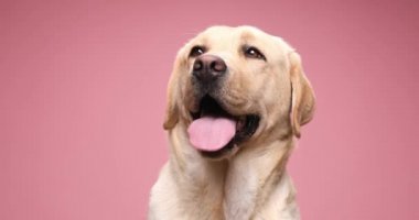 Tatlı Golden Retriever köpek yavrusu. Dilini çıkarıp nefes alıyor. Stüdyoda pembe arka planda oturuyor.