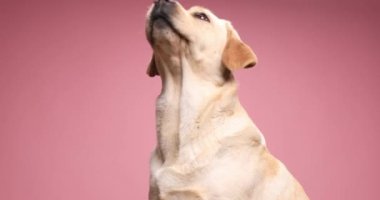 Hevesli, şirin laboratuvar yavrusu yukarı bakıyor, burnunu yalıyor, dilini çıkarıp nefes alıyor, stüdyoda pembe arka planda oturuyor.